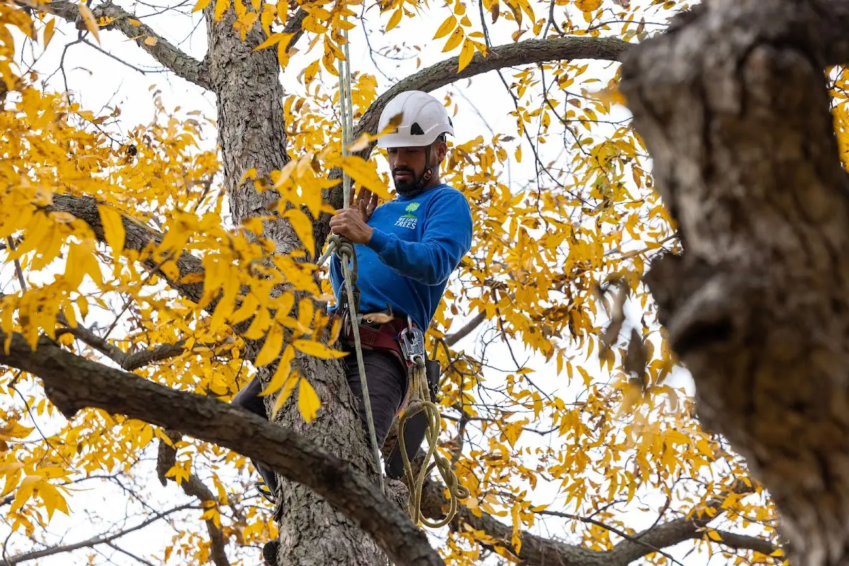 Skilled Emergency Tree Service crew working in Freeport